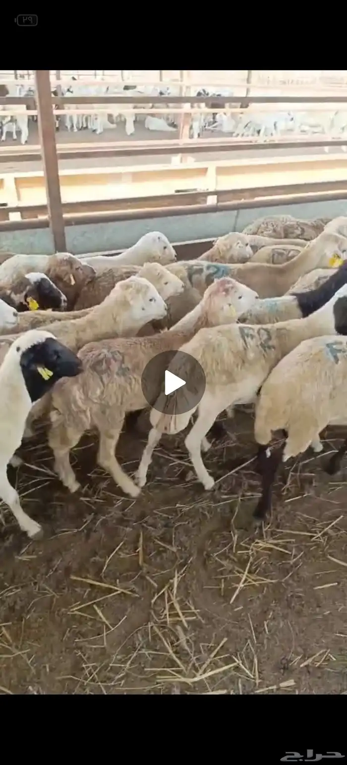 لدينا الرفيدي المستورد 0