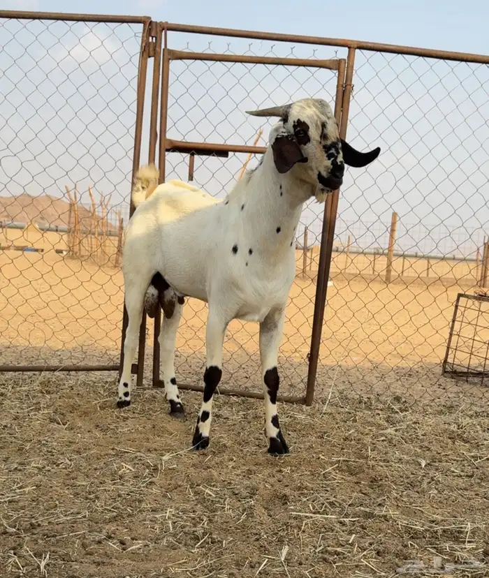 تيش مشروع فحل 0