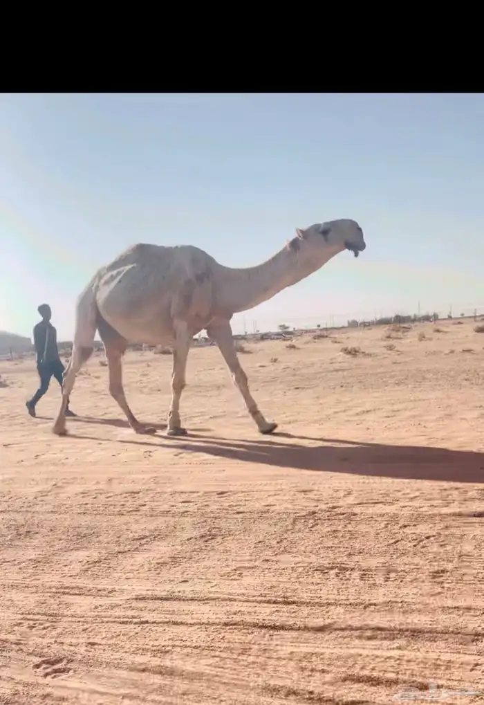 بعير باتلي منتج 0