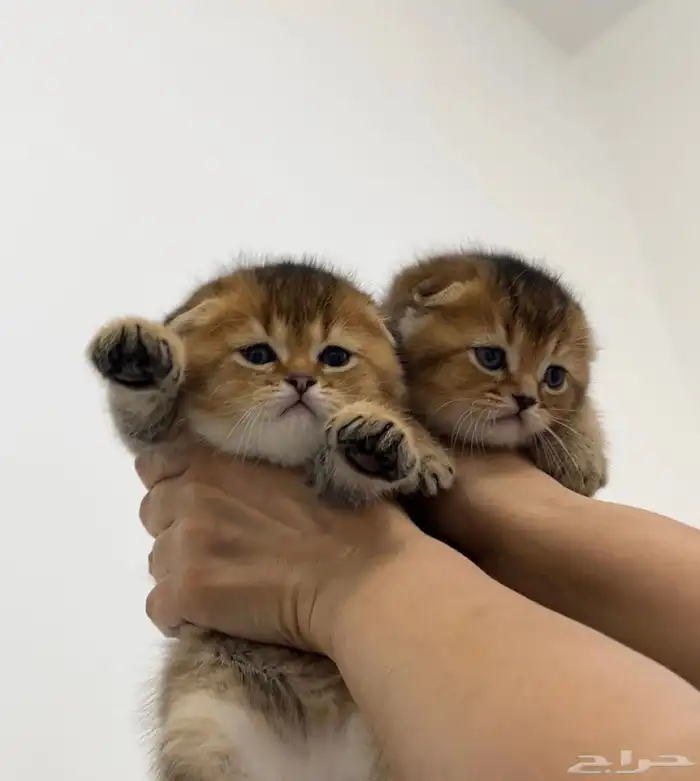 كيتن للبيع 2