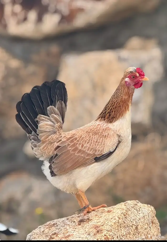 بيض دجاج عربي أصيل (أفرق) 29