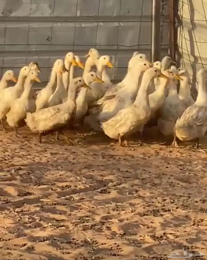 بط بكيني اربع شهور 0