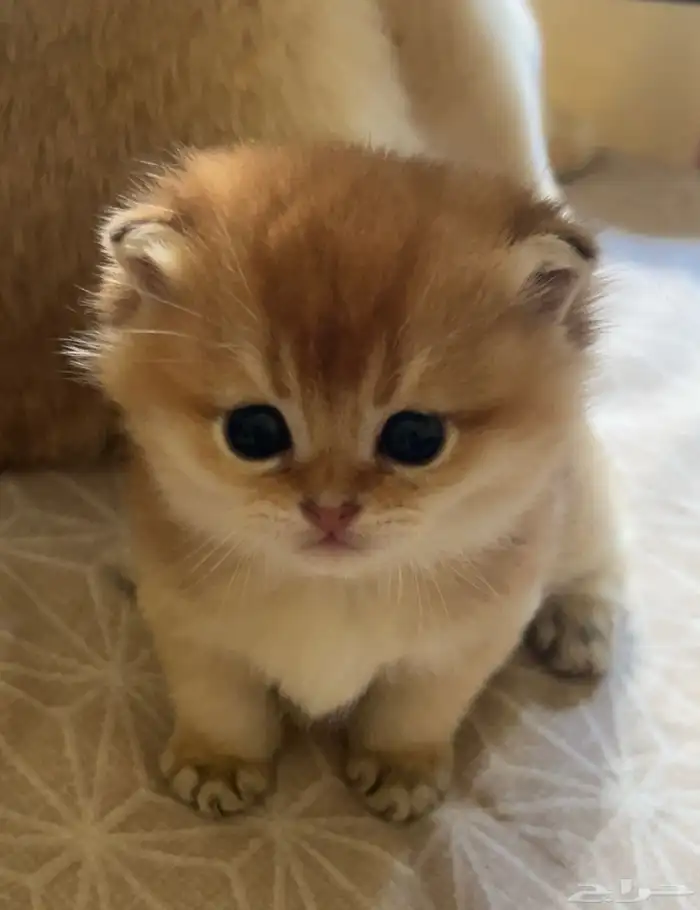 كيتن سكوتش للحجز 2