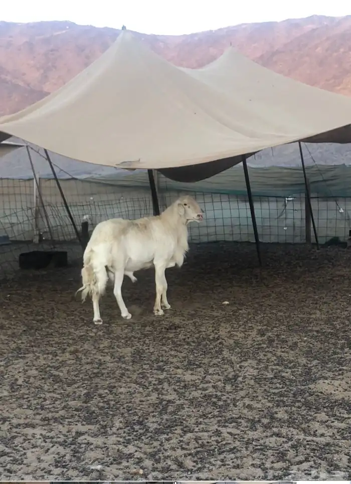 فحل حري أبرص منتج 0