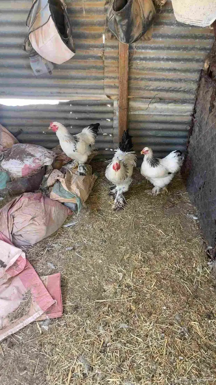 دجاج براهما طيب بلحيل شرط 0