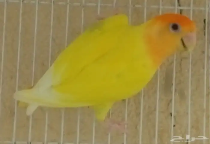 زوج روز منتج 6