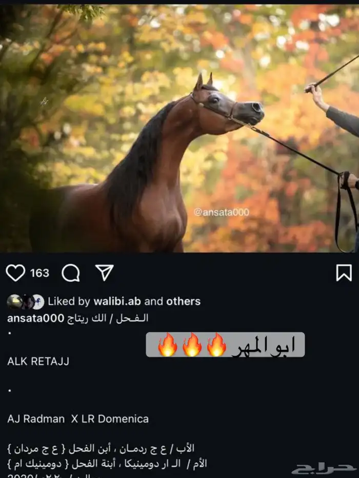 مهر واهو فاخر 4