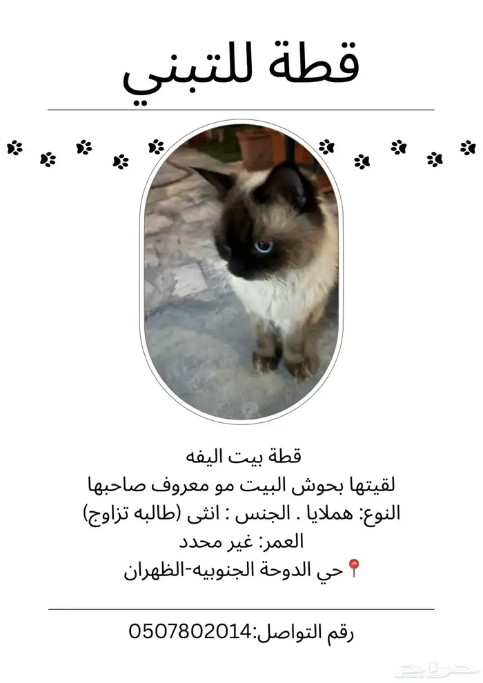 قطة انثى هملايا 2