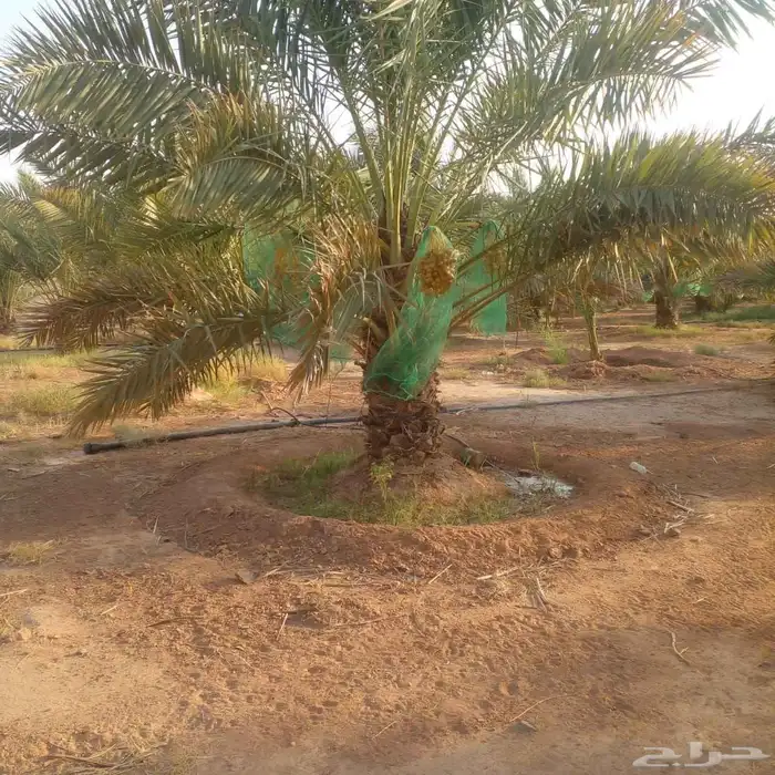 المزاحمية 2