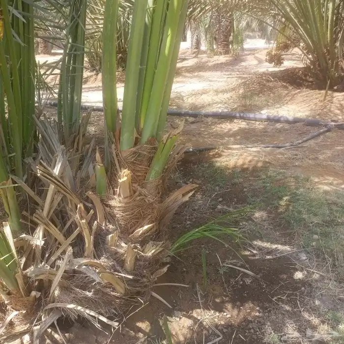 نخيل نوايع شمشوله حوشانه نبتت الحصان خلاص ملوكي نجلاء 5