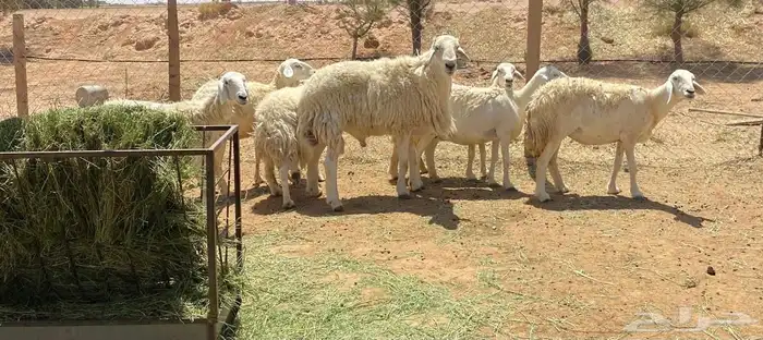 غنم حريات طيبه البيع 2