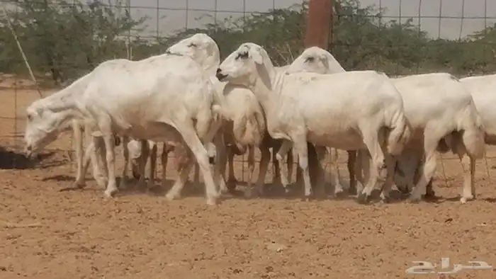 غنم رفيديات جنب دفيع جروم فاخرة 8