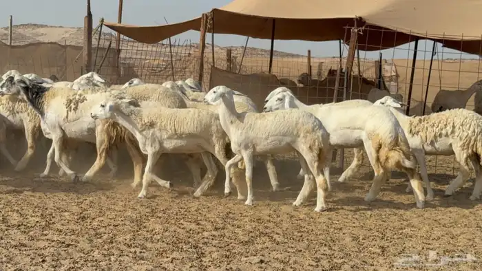 غنم حريات جدعه تنيه رباع عددها 53راس 6