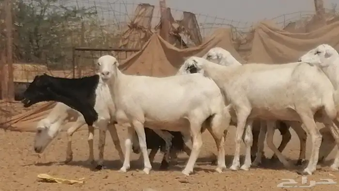 غنم رفيديات جنب دفيع جروم فاخرة 10
