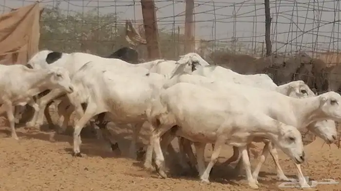 غنم رفيديات جنب دفيع جروم فاخرة 14