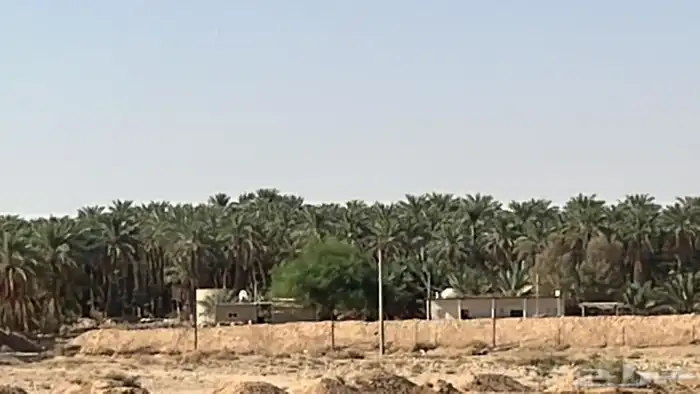 الزلفي 0