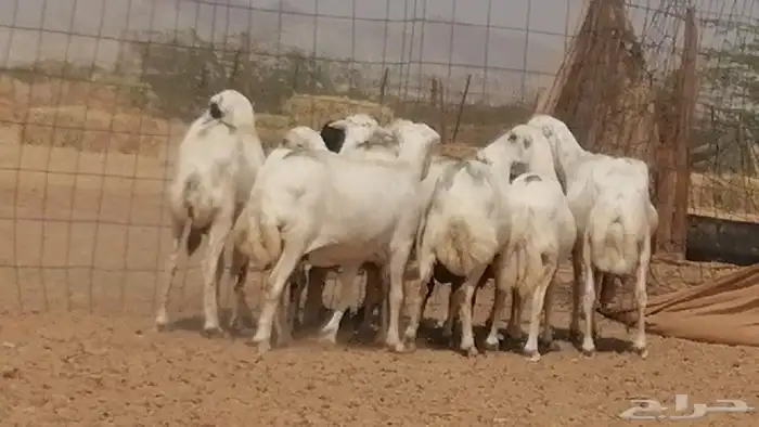 غنم رفيديات جنب دفيع جروم فاخرة 5