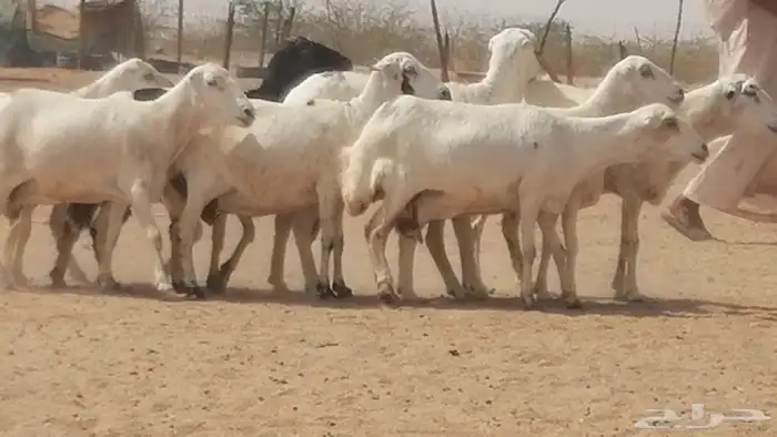 غنم رفيديات جنب دفيع جروم فاخرة 30