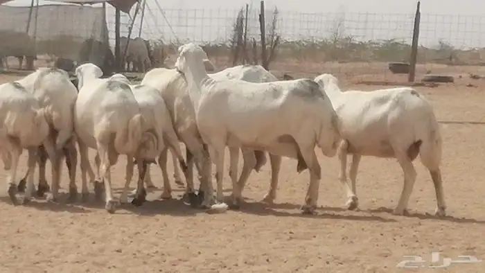 غنم رفيديات جنب دفيع جروم فاخرة 23
