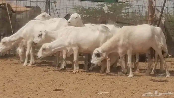 غنم رفيديات جنب دفيع جروم فاخرة 20