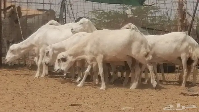 غنم رفيديات جنب دفيع جروم فاخرة 24