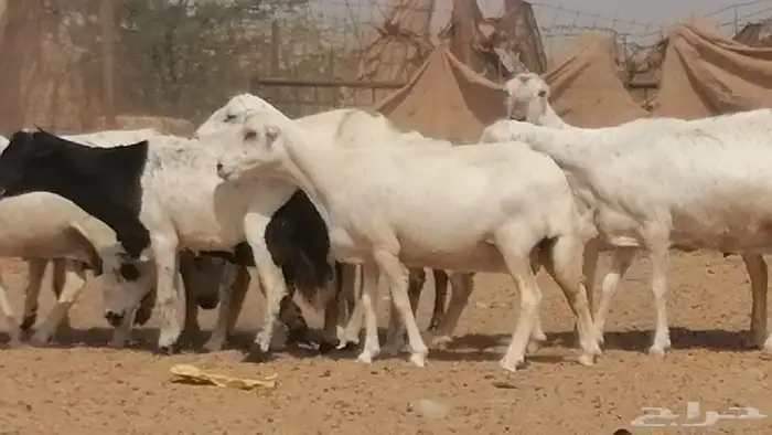 غنم رفيديات جنب دفيع جروم فاخرة 13