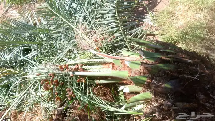 قلع وغرس وتوريد جميع انواع النخيل العربي والوشنطن 6