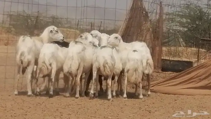 غنم رفيديات جنب دفيع جروم فاخرة 3