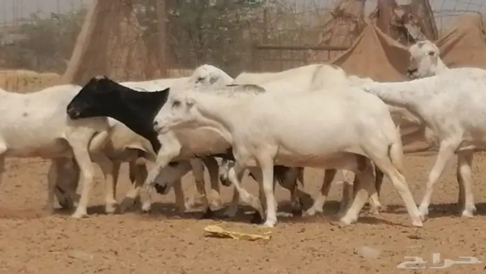 غنم رفيديات جنب دفيع جروم فاخرة 2