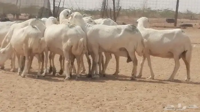 غنم رفيديات جنب دفيع جروم فاخرة 25