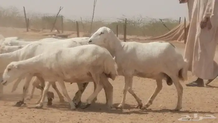 غنم رفيديات جنب دفيع جروم فاخرة 28