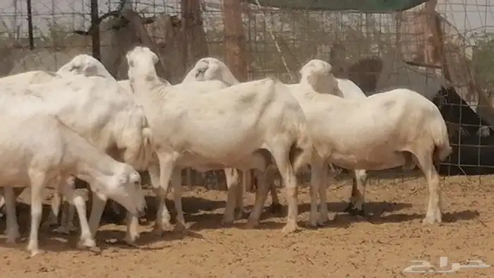 غنم رفيديات جنب دفيع جروم فاخرة 1