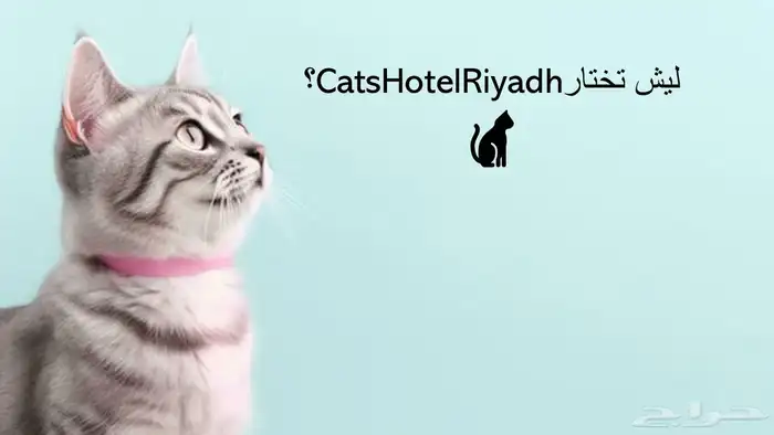 فندقة قطط بالرياض CatsHotelRiyadh 0