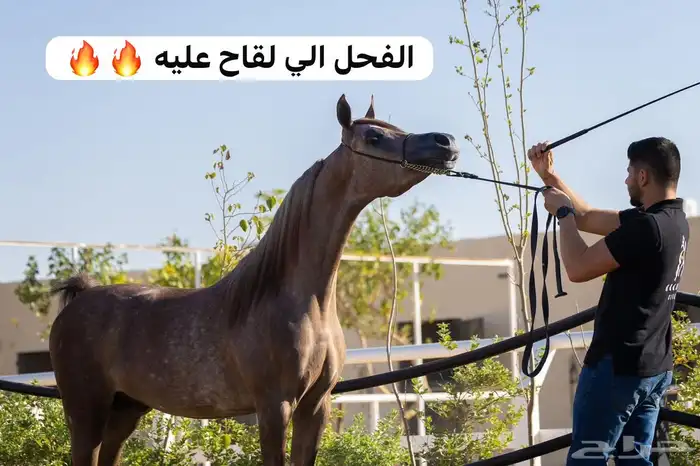 فرس عربيه اصيله حفيدة مروان الشقب والسعر مناسب 1