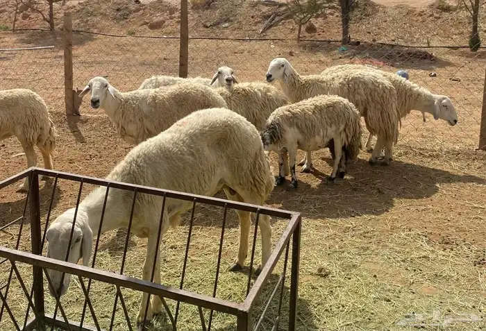 غنم حريات طيبه البيع 3