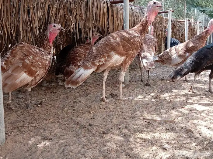 دجاج رومي للبيع 1
