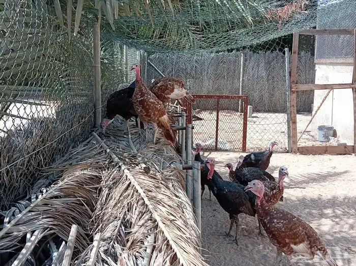 دجاج رومي للبيع 3