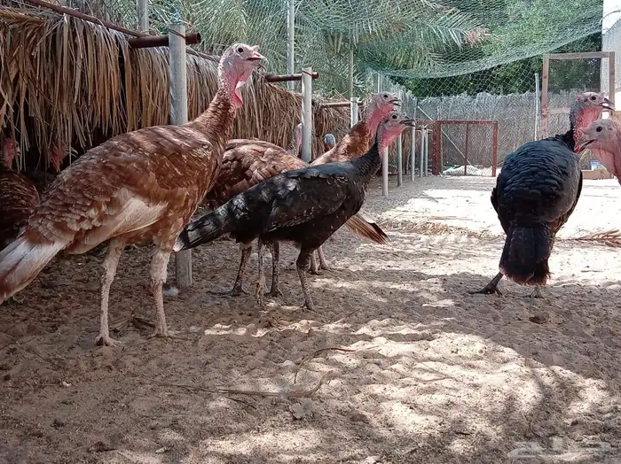 دجاج رومي للبيع 0