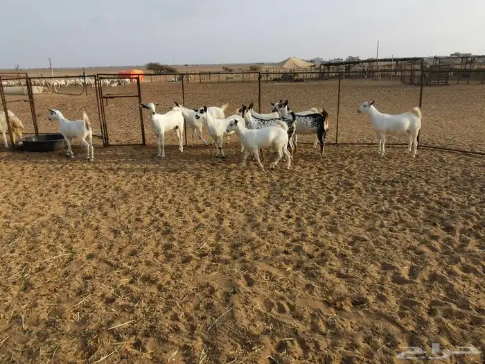 جفار بيشيات العدد 11 3