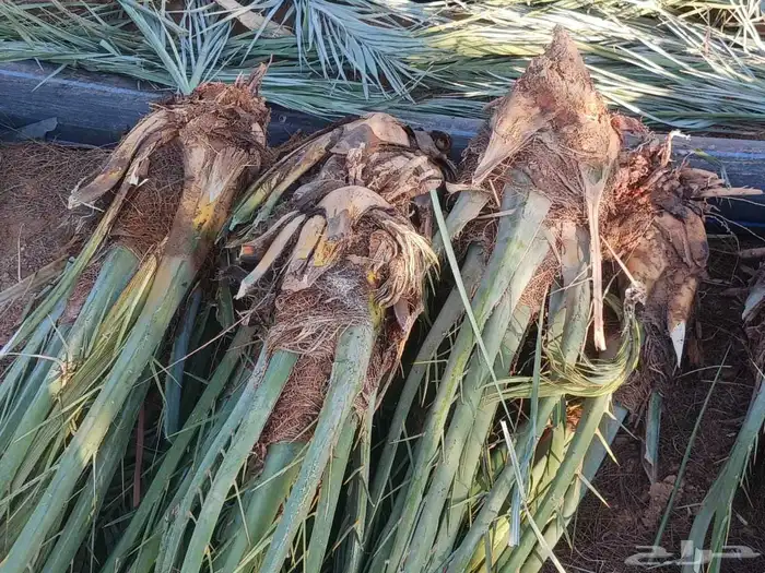 يوجد لدينا فسايل عجوه صفاوي مجدول صقعي 0