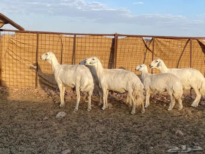 مراح حريات حرش صنف 16