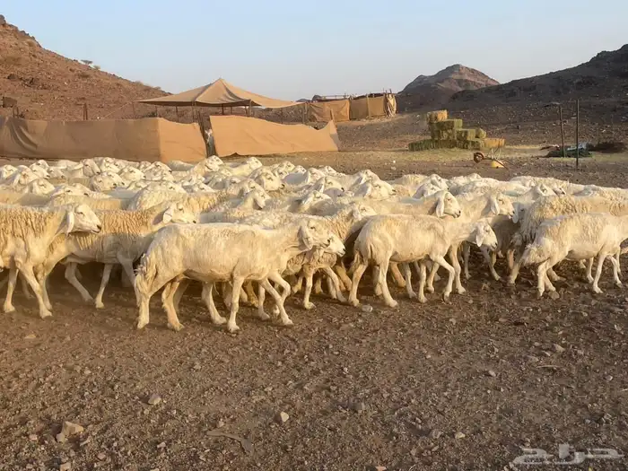 ضان حرش بفحولها 1