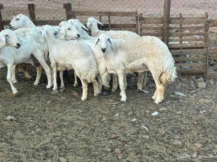 مراح حريات حرش صنف 0