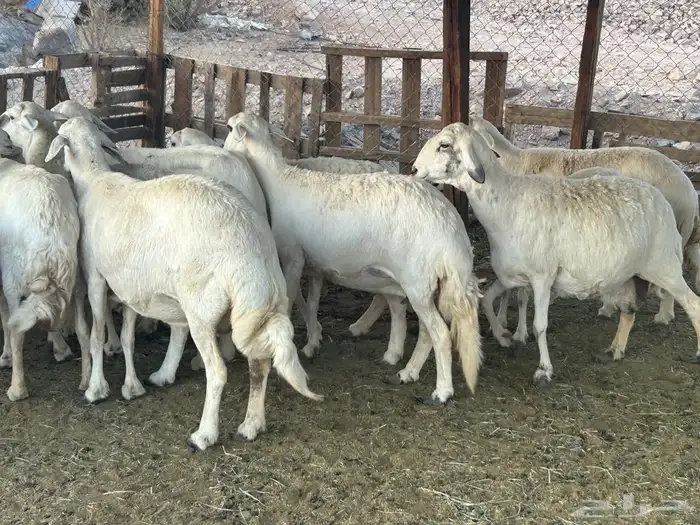 مراح حريات حرش صنف 2