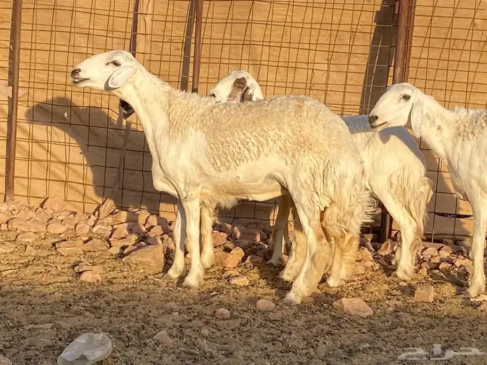 مراح حريات حرش صنف 6