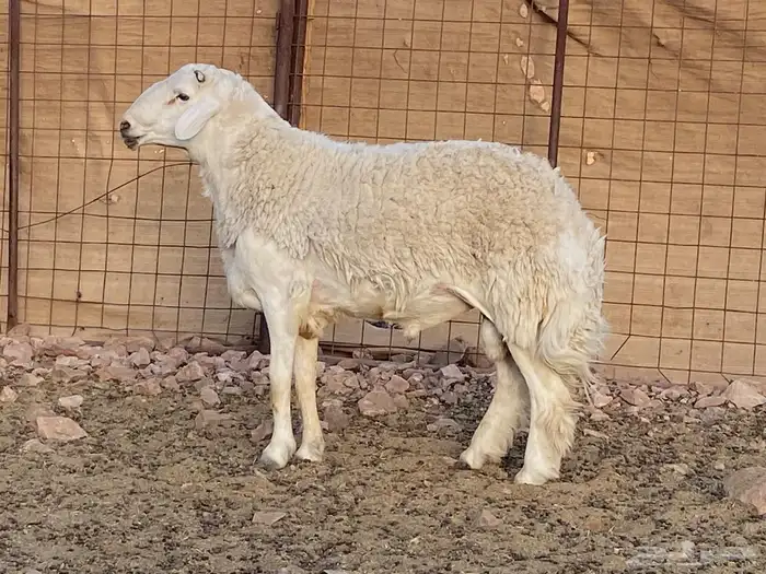 مراح حريات حرش صنف 17