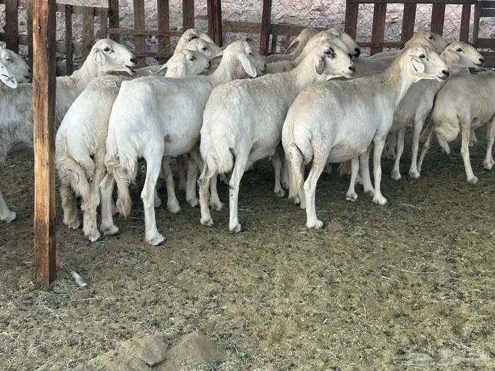 مراح حريات حرش صنف 3