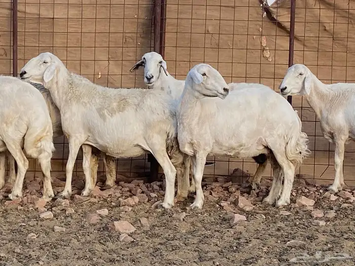 مراح حريات حرش صنف 19