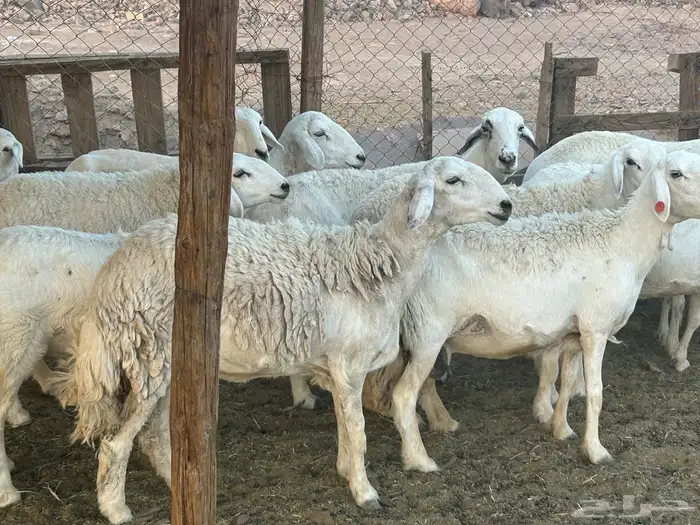 مراح حريات حرش صنف 5