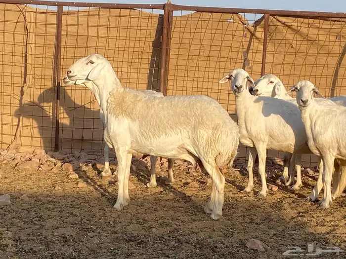 مراح حريات حرش صنف 10